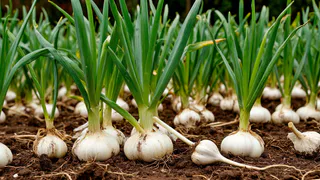 Как выращивать чеснок на одном и том же месте много лет: секрет получения богатого урожая чеснока на маленьком дачном участке