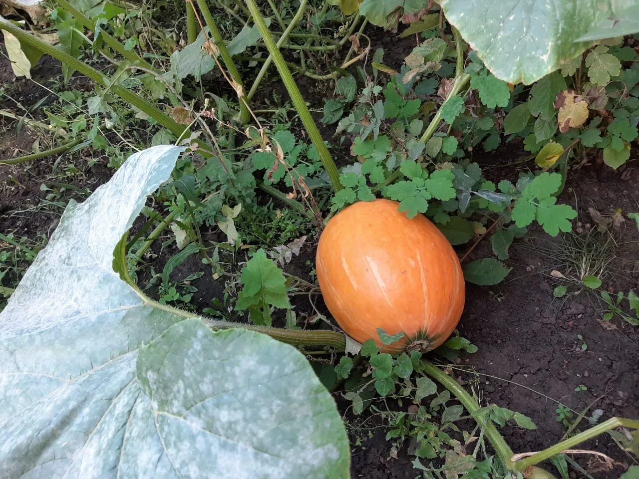 Питание по сезону. Продукты октября