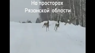 В лесу Рязанской области засняли на видео стадо косуль