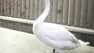 В Брянске с полигоны бытовых отходов спасли лебедя