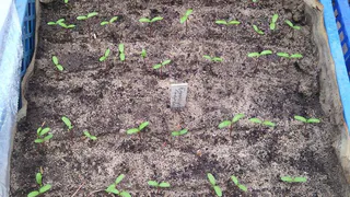 В Рязани продают рассаду-пустоцвет