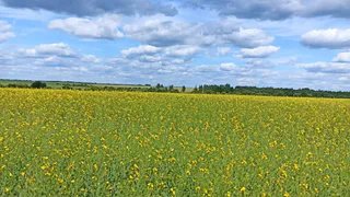 Аграрии Пензенской области намолотили свыше 650 тыс. тонн подсолнечника