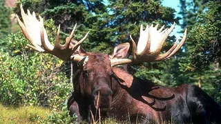 Под Рязанью погиб водитель из-за столкновения с лосем