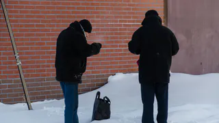 Во многих районах Коми волки стали чаще выходить к людям