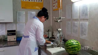 Нижнекамцы! Смело покупайте арбузы и дыни на рынке!