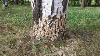 В Рязани состоялась акция по борьбе с непарным шелкопрядом