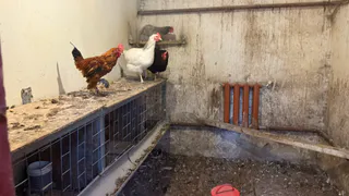 В Рязанской области черные норки и лисы душат кур и уток