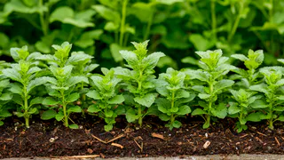 Забыла про хилую рассаду после этого способа — тёртая свёкла дала мощный рост без лишней химии