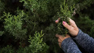 Этой весной приступят к восстановительной посадке лесов около Магнитогорска