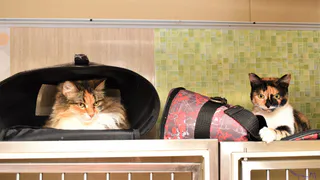 В Коми приют для кошек рискует закрыться из-за разрушающегося здания