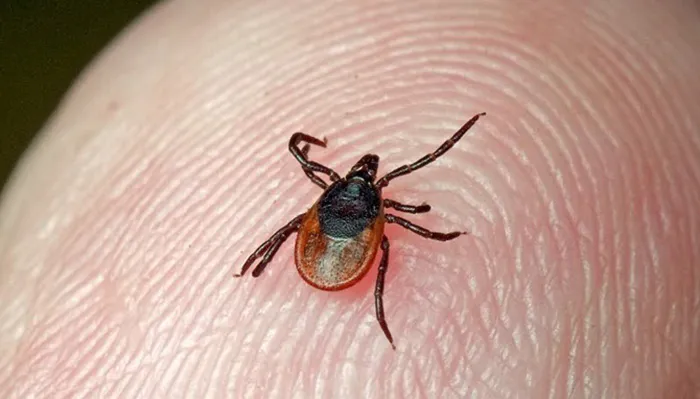 В Пензенской области более 500 детей до 14 лет пострадали от укусов клещей