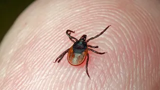 В Пензенской области более 500 детей до 14 лет пострадали от укусов клещей