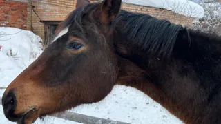 Вторая жизнь ёлок: тысячи новогодних деревьев спасли от свалки в Коми