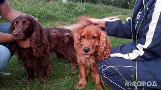 В городе нехватка площадок для выгула собак - питомцы оставляют автографы повсюду