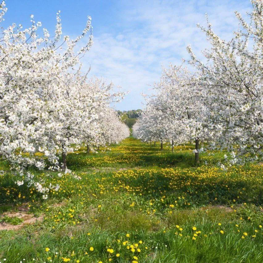 В 2026 году в Пензенской области будет увеличена площадь садов и ягодников на 200 га
