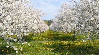 В 2026 году в Пензенской области будет увеличена площадь садов и ягодников на 200 га