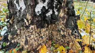 В Рязанской области установили феромонные ловушки для непарного шелкопряда