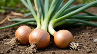 Получаю лук размером с апельсин благодаря дедовскому способу: 7 правил посадки в мае гарантируют отборный урожай