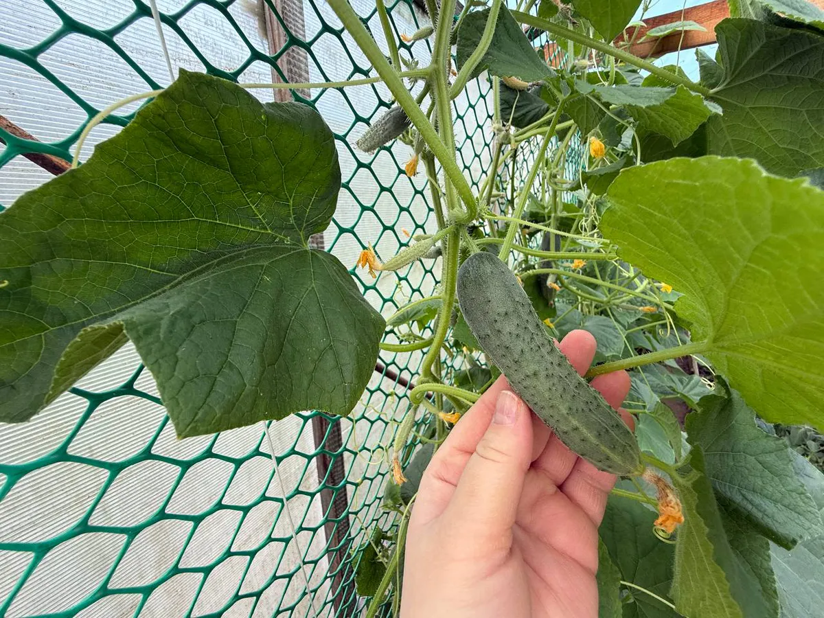 Скорая помощь для огурцов. Одна волшебная ложка выпрямит крючки и наладит урожай