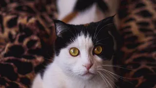 Горячие пушистики лета: Партос, Каспер, Чеззи и другие любимцы читателей Pro Город