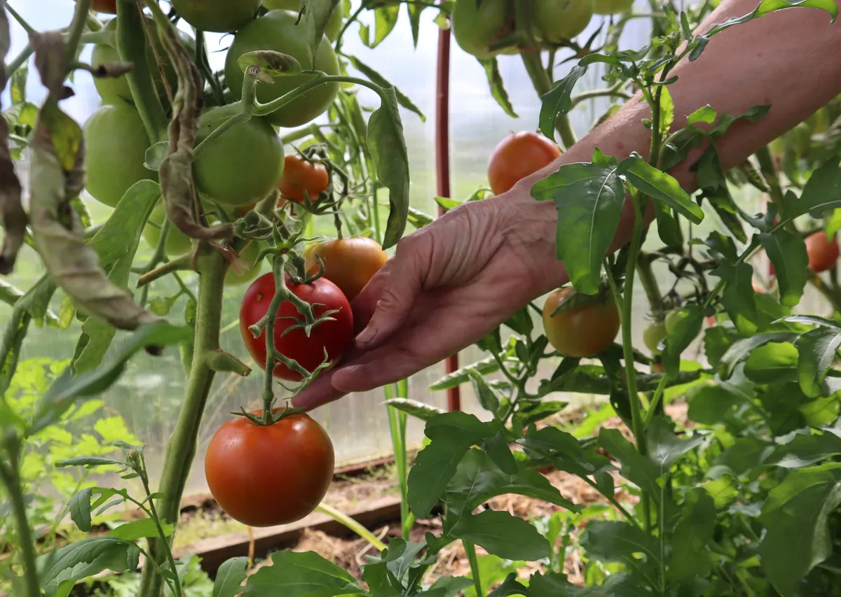 Какие удобрения внести в лунку для томатов: делюсь 2 замечательными подкормками — рассада быстрее трогается в рост