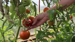 Не сорт, а джекпот: обнаружен «рабочий» томат — заваливает плодами всю кухню даже в холодное лето