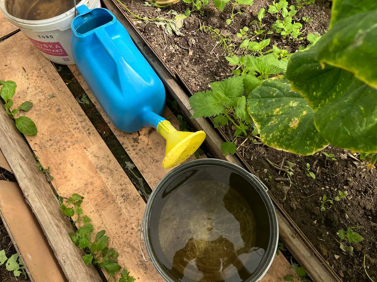 2 грамма на ведро воды: секретная подкормка, которая избавит от пустоцвета и даст рекордный урожай