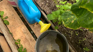 2 грамма на ведро воды: секретная подкормка, которая избавит от пустоцвета и даст рекордный урожай