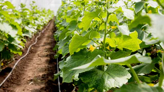 По 50 ведер с грядки: найден отличный сорт пучковых огурцов — завалит вкусными плодами и в холод, и в дождь, и в засуху