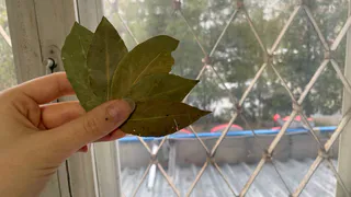 Зажгите лавровый лист прямо в квартире: лишь немногие знают, чем это может помочь вам