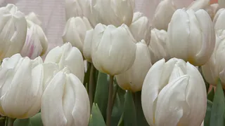 В Пензе перед 8 Марта активизировались мошенники с «поздравительными» ссылками