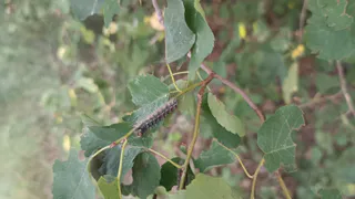 Жители Рязани жалуются на нашествие гусениц шелкопряда в Комсомольском парке