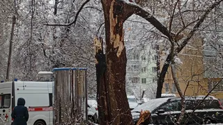 «Пилят здоровые, а сухие стоят»: рязанцы — об аварийных деревьях после падения ствола на школьницу