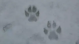 Мимо рязанца пробежала волчья стая