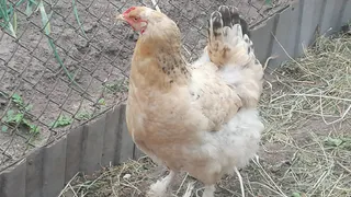 Выбираем одну породу кур — про другие потом даже не вспомните: отличаются высокой яйценоскостью, и не только