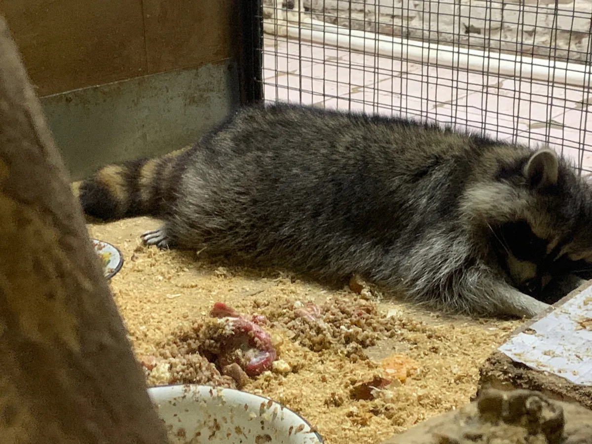 Контактный зоопарк в Магнитогорске стал центром внимания специалистов Россельхознадзора