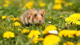 Мыши заполонили поля Челябинской области: Аргаяшский район стал лидером по численности грызунов