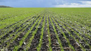 Гибель озимых культур в Татарстане