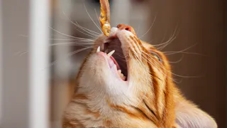 Не 1 и не 4 раза: сколько раз в день нужно кормить кошку - запомните на всю жизнь