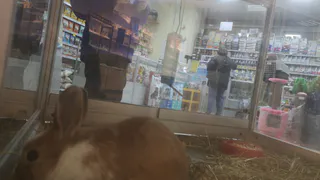 Минсельхоз Коми рассказал о новых ветеринарных правилах ухода за кроликами