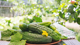 Не сорт, а настоящий самородок: огурцы, идеально подходящие для заготовок — плоды останутся красивыми и хрустящими