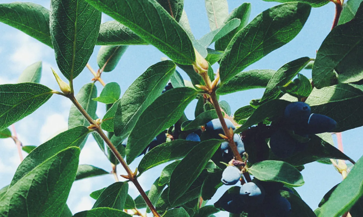 Вот что делаю с жимолостью в октябре: в новом сезоне ведрами собираю урожай крупных сладких ягод