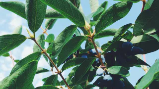 Вот что делаю с жимолостью в октябре: в новом сезоне ведрами собираю урожай крупных сладких ягод