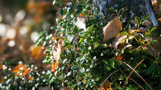 Комфорт и тепло на выходных на природе: прогноз погоды в Республике Коми на 6 сентября