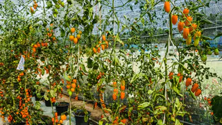 Поливаю и получаю море томатов: копеечная крупа заменила все удобрения, плюс бонус — рассада теперь не боится вредителей