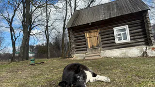 Александр Бастрыкин вновь поручил контролировать ситуацию с бездомными животными в Рязани