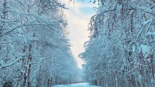 В нескольких районах столицы Коми подготовят лыжные трассы