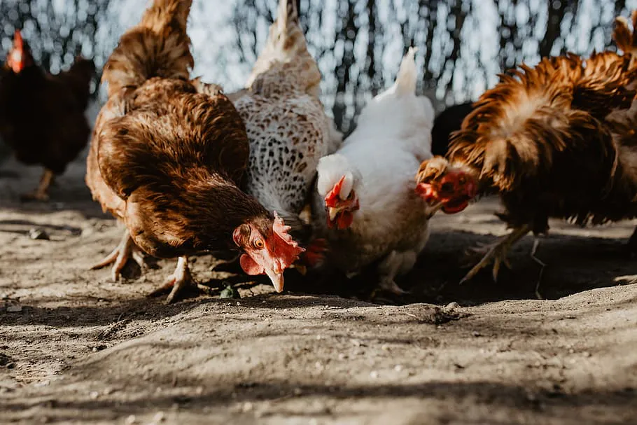 Весенние заботы птицеводов: как повысить продуктивность кур