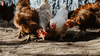 Весенние заботы птицеводов: как повысить продуктивность кур