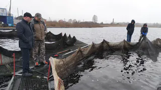 Рыбная отрасль Коми показывает рекордный рост: уловы увеличились на 37%